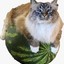 gay noob watermelon cat