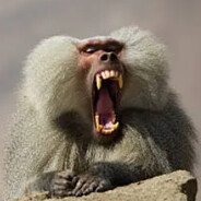 Baboon
