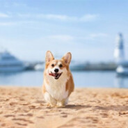 两只小企鹅天天嗑