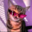 cool cat