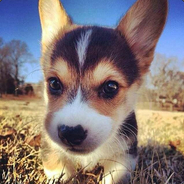 Malafat-ül Şakşakiye