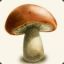 mushroom