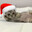 Киберкотлетка