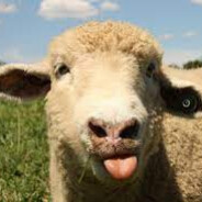 edi80 fut grase 3 lei kg