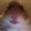 Fred the Hamster