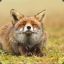 Foxe