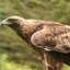 Xx_orzel_xX