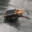 artillery beetle