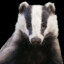 Mr-Badger