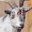 GoatLobotomy