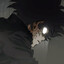 Kenshi