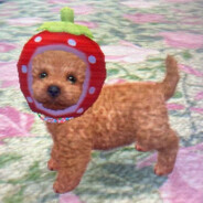 strawberry dog