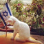 IsraelsGoodestBoy