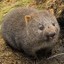 A Perplexing Wombat