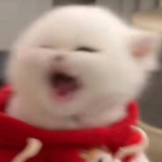 我的猫打碎了三瓶酒