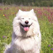 Happy looking dog
