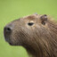 CAPYBARAmr.Pit pan &lt;:)