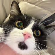 小猫扶老奶奶过马路