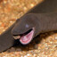 Black Snake