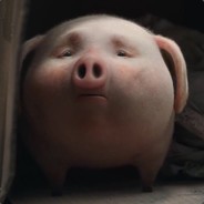 猫比兔子还能跳