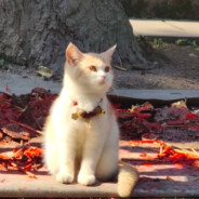 是寒冰射手吖❀