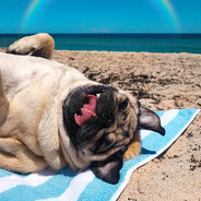 Мопс Степанчик