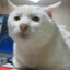Serious Cat