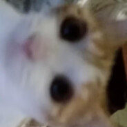 圆圆圆来是咪饭