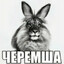 Черемша