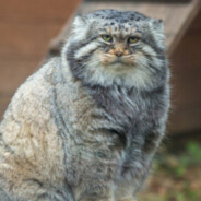 Manul