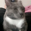 A awfully suspicious cat