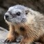 Marmot