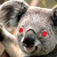 an evil koala