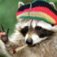 Guaxinim Maconheiro