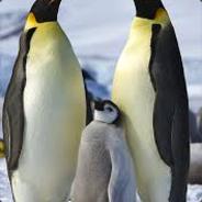 Justapenguin