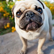 皮皮虾与小龙虾