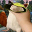 Dukazoid