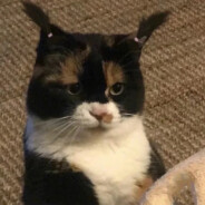 好好好不留尾巴