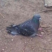 AngryPigeon