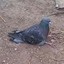 AngryPigeon