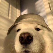 乌拉乌拉啊啊啊