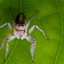 spider on a cobweb