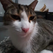 Cly