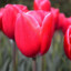 Die Tulpe