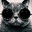 Cool cat with sunglasses