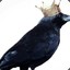Crow in Crown