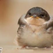 一茬一座的爷爷