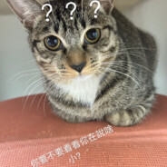 ⫍.⫎勇敢牛牛⫍.⫎