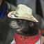 cowboy pup