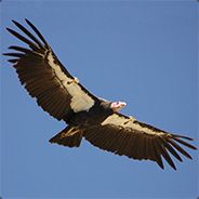 condor_uk - steam id 76561197961806898